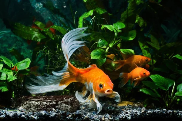 Koi Goldfische Kommerzielle Aqua Trade Rasse Von Wilden Carassius Auratus — Stockfoto