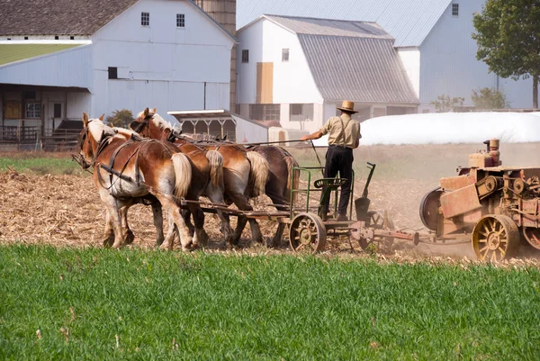 Amish ember betakarítás a mező — Stock Fotó