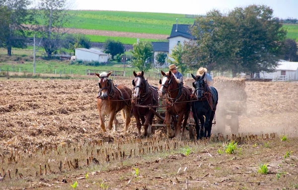 Amish Agricultores trabalhando — Fotografia de Stock