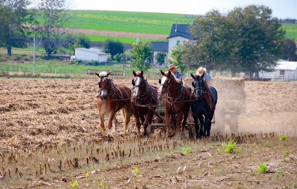 Amish Agriculteurs travaillant — Photo