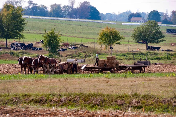 Rolników amiszów, praca z tam konie — Zdjęcie stockowe