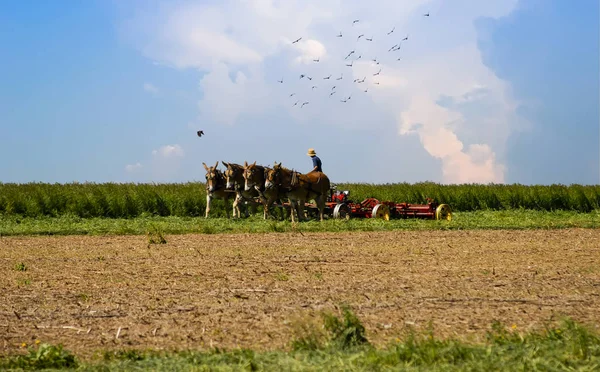 Amish işçi onun ürün hasat kuşlar cezalar