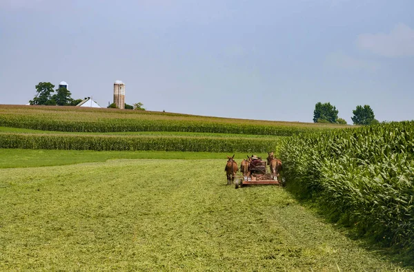 Los agricultores amish cosechan la cosecha 2 — Foto de Stock