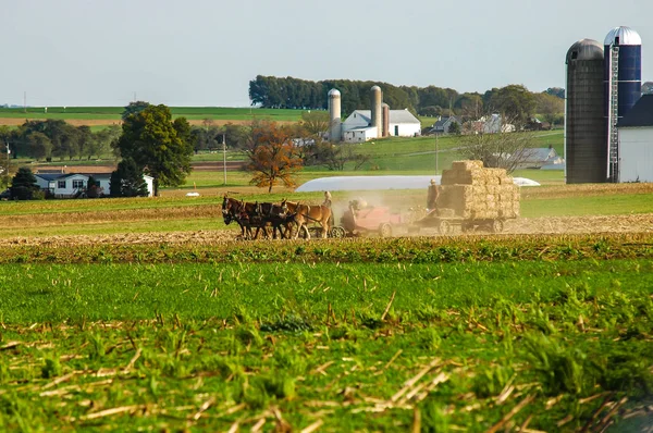 Amish familj skörd fälten på en höstdag pt 5 — Stockfoto