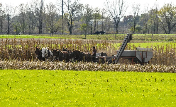 Amish człowiek sam z 5 koni, zbiorów upraw — Zdjęcie stockowe
