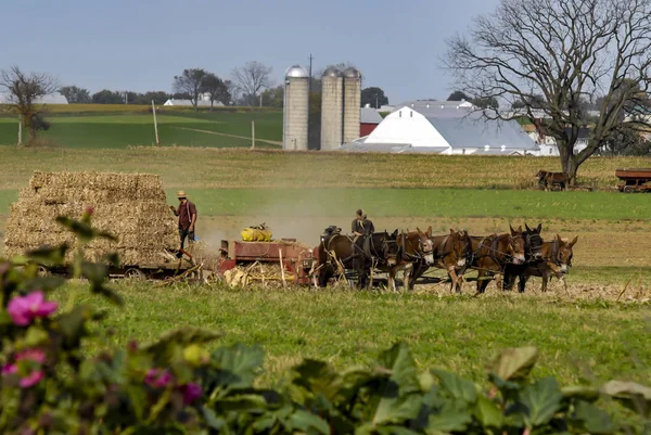 Amish familj skörd fälten på en höstdag pt 1 — Stockfoto