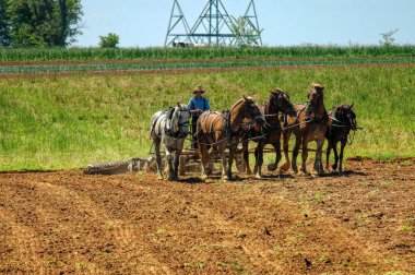 Amish Çocuk tarlayı 5 Atla sürüyor. Tarlaları ekime hazır hale getirmek için saban çekiyor.