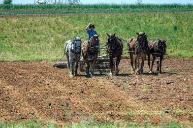 Amish Çocuk tarlayı 5 Atla sürüyor. Tarlaları ekime hazır hale getirmek için saban çekiyor.