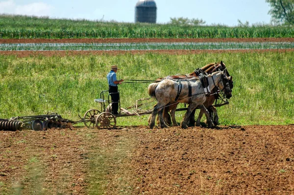 阿米什男孩用5匹马的喘息声翻耕田地，准备播种 — 图库照片