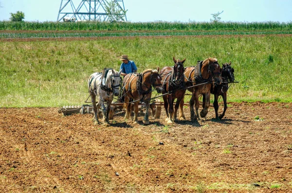 Amisz chłopiec orając pole z 5 Konie ciągnąc pług obrócić pola, aby przygotować się do sadzenia — Zdjęcie stockowe