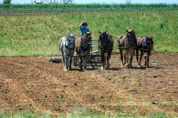 Amish Boy Plowing the Field med 5 hästar Pulling Plow att vända fält för att bli redo för plantering — Stockfoto