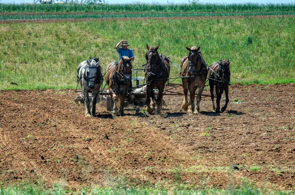 Amish Boy Plowing the Field med 5 hästar Pulling Plow att vända fält för att bli redo för plantering — Stockfoto