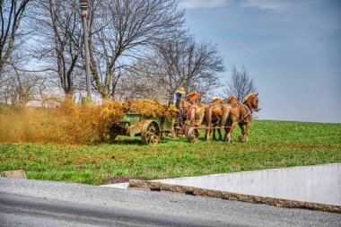Çiftçi Mavi Gök Gününde tarlayı gübreleyebilsin diye Antik Amish gübresi çeken 4 At.