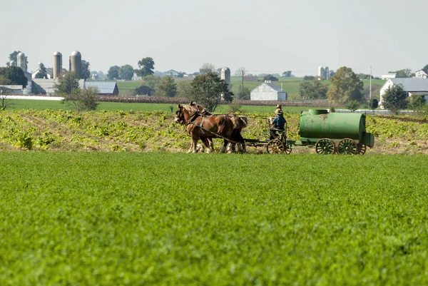 Amish Fader Undervisa Son hur man sprider flytande gödsel på en solig höstdag — Stockfoto