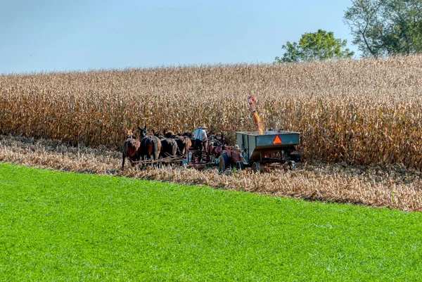 Фермер-амиш собирает кукурузу с шестью лошадьми, вытаскивающими его газовый комбайн в солнечный осенний день. — стоковое фото
