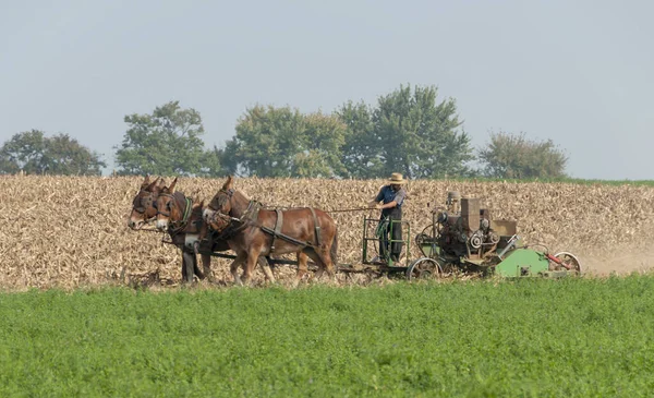 Amish Farmer skördar sin foder gröda med 4 hästar Pulling hans gas Powered Harvester på en solig höstdag — Stockfoto