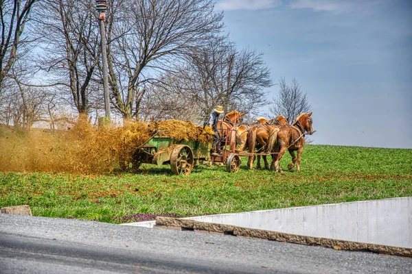 4 Hästar Pulling an Antique Amish Gödselspridare så att bonden kan gödsla fältet på en blå himmel dag — Stockfoto