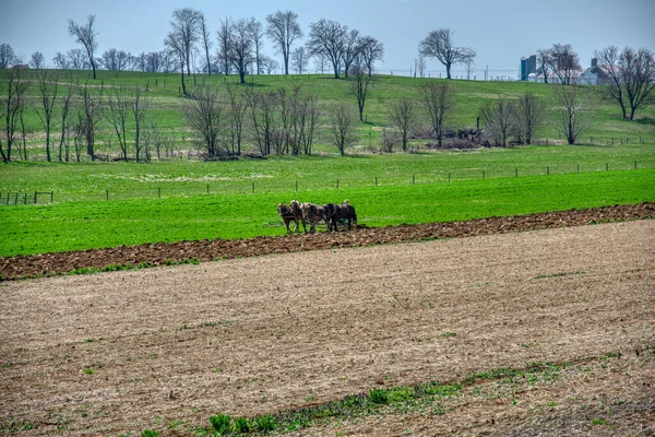 4 Drużyna konna wyciąga antyczny pług Amiszów, aby rolnik mógł nasion swojego pola w dniu błękitnego nieba — Zdjęcie stockowe