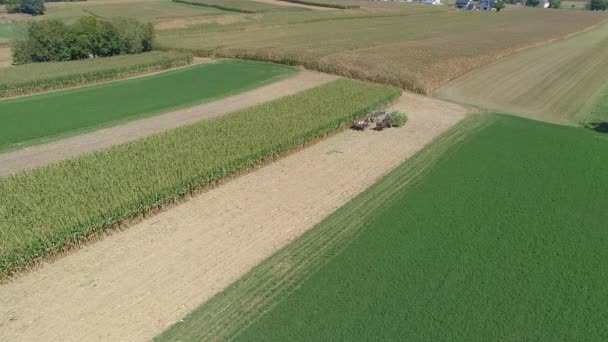 Luftaufnahme Eines Amischen Familienbetriebs Bei Der Ernte Seiner Maisernte Einem — Stockvideo