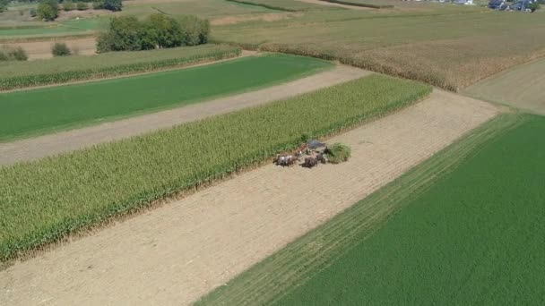 Flygfoto Över Amish Family Farm Skörda Det Majs Gröda Solig — Stockvideo