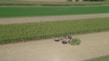 Güneşli bir sonbahar gününde mısır mahsulünü hasat eden bir Amiş Ailesi Çiftliği 'nin hava görüntüsü.