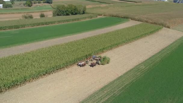 在一个阳光明媚的秋日 一个阿米什族家庭农场收获玉米作物的空中景观 就像一个干燥机看到的那样 — 图库视频影像