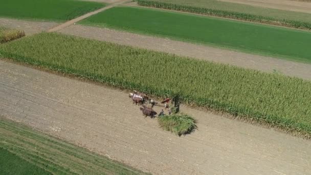 Αεροφωτογραφία Μιας Οικογένειας Amish Συγκομιδή Αγρόκτημα Είναι Καλαμπόκι Περικοπή Μια — Αρχείο Βίντεο