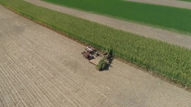 Vista Aérea Uma Fazenda Família Amish Colheita Plantação Milho Dia — Vídeo de Stock