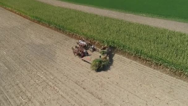 Aerial View Amish Family Farm Harvesting Corn Crop Sunny Autumn — Stock video