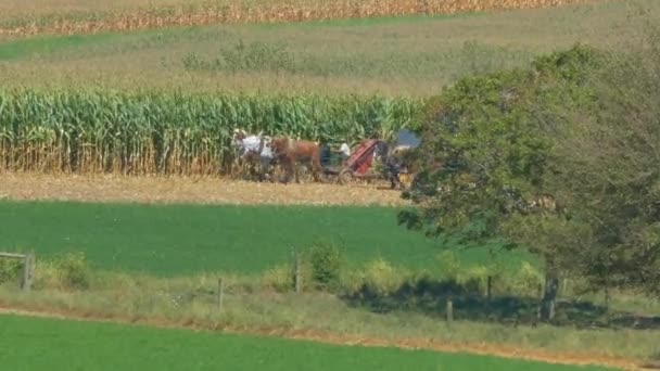 Amish Family Farm Colheita Colheita Milho Dia Outono Ensolarado — Vídeo de Stock
