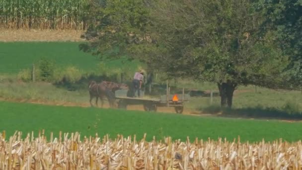 Ferme familiale Amish Récolte de maïs par une journée ensoleillée d'automne 