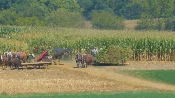Amish Family Farm Colheita Colheita Milho Dia Outono Ensolarado — Vídeo de Stock