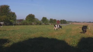 Güneşli bir günde ahıra doğru yürüyen İneklerin manzarası
