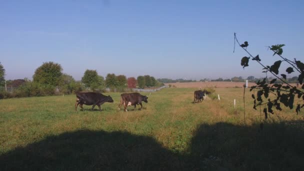 Blick Auf Kühe Die Einem Sonnigen Tag Durch Ein Feld — Stockvideo