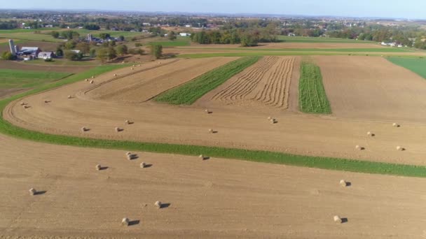 Sadonkorjuu Maissi Kentät Rullattu Maissi Varret Amish Farm Steads Aurinkoisena — kuvapankkivideo