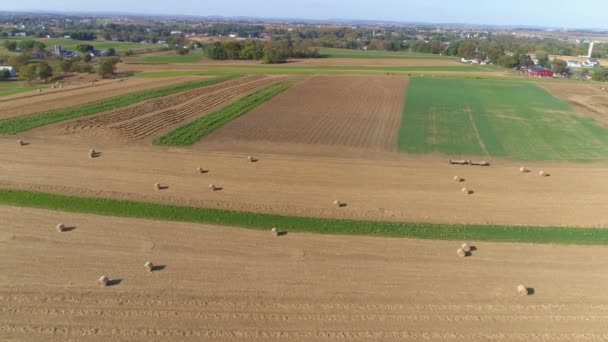 Sadonkorjuu Maissi Kentät Rullattu Maissi Varret Amish Farm Steads Aurinkoisena — kuvapankkivideo