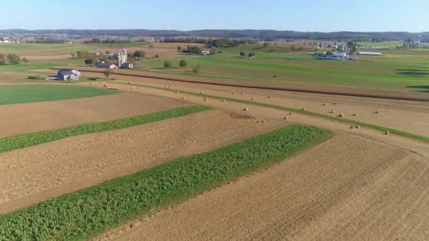 Innhøstet Maisåkre Valset Maisstengler Amishgårdsstaker Solskinnsdag Som Sett Drone – stockvideo