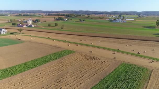 Sklizená Kukuřičná Pole Rolovitá Kukuřičná Pole Farmářské Usedlosti Amish Slunečný — Stock video