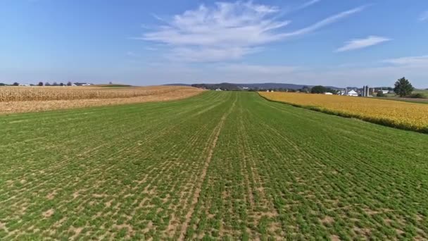 Полет Дрона Над Сельскохозяйственными Полями Кукуруза Готовая Сбору Урожая Голубым — стоковое видео