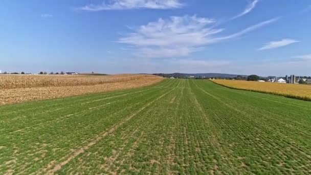 Let Dronem Nad Zemědělskými Poli Kukuřicí Připravený Sklizeň Modrou Oblohou — Stock video