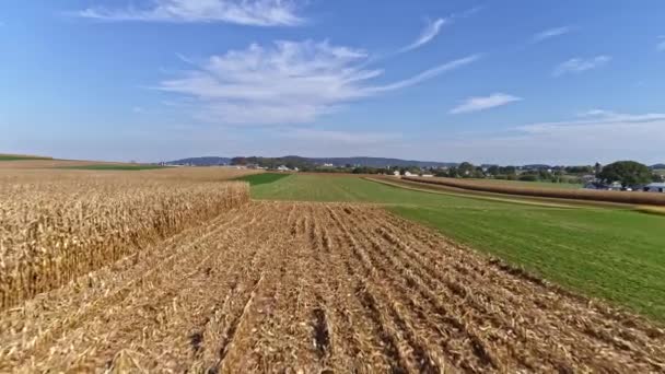 Drone Volo Sui Campi Agricoli Mais Pronto Raccolto Con Cielo — Video Stock