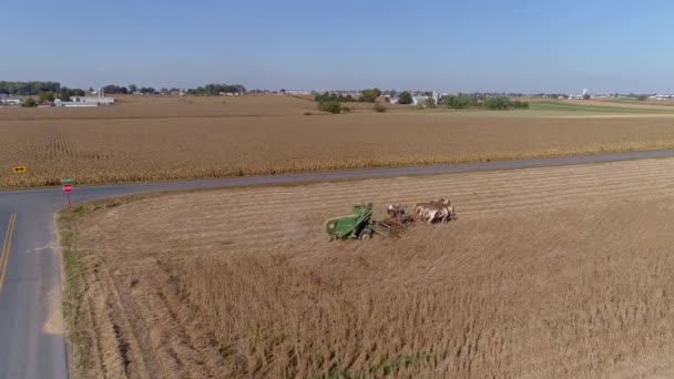Tarım Tarlaları Buğday Tarlaları Üzerindeki Uçuşu Amiş Çiftçi Mavi Gökli — Stok video