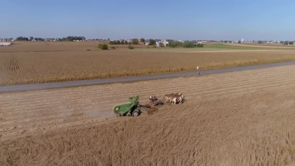 Tarım Tarlaları Buğday Tarlaları Üzerindeki Uçuşu Amiş Çiftçi Mavi Gökli — Stok video