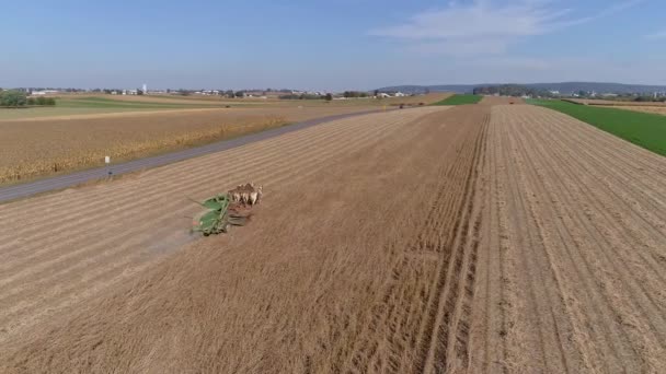 Drone Flight Över Jordbruksmark Och Vetefält Skördas Amish Farmer Och — Stockvideo