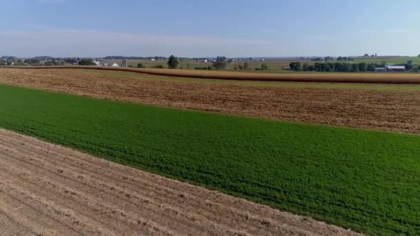 Let Dronem Nad Zemědělskými Poli Kukuřicí Připravený Sklizeň Modrou Oblohou — Stock video