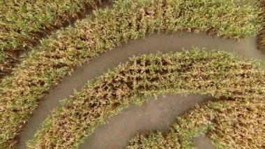 Büyük bir mısır labirentinin yukarısından havadan görünüşü, aşağı açılı bir labirent ile Maze 'e doğru hareket ediyor ve sonbaharda bir dron tarafından görüldüğü gibi uzaklaşıyor.