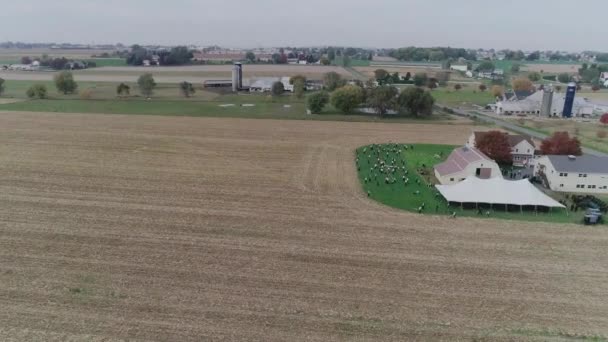 Aerial View Amish Wedding Autumn Day Buggies Amish Playing Volley — Stock Video