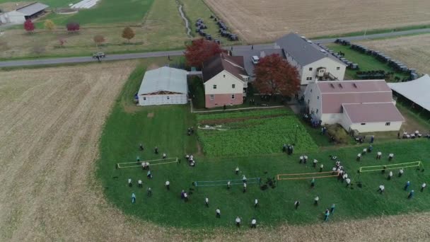 秋天与Buggies的Amish婚礼的空中场景 一个Drone看到的Amish玩排球的场景 — 图库视频影像