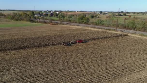 Widok Lotu Ptaka Farmera Zbierającego Jesienną Kukurydzę Pięcioma Końmi Ciągnącymi — Wideo stockowe