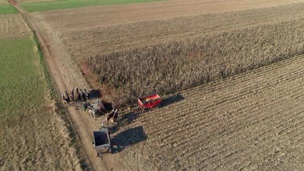 Widok Lotu Ptaka Farmera Zbierającego Jesienny Zbiór Kukurydzy Pięcioma Końmi — Wideo stockowe